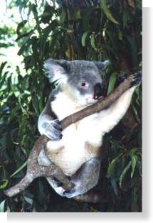 Mi? koala
