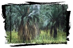 Charakterystyczny dla parku gatunek palmy