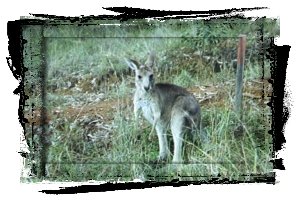 Ciekawski kangur szary