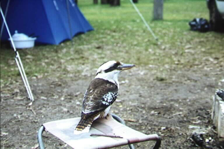 Kookaburra w pobli?u naszego namiotu