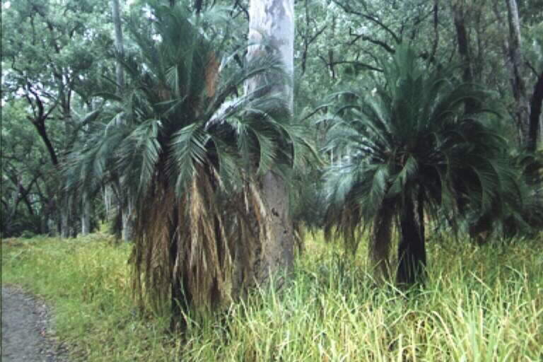 Charakterystyczny dla parku gatunek palmy