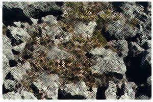 Kasjopeja mszysta (Cassiope hypnoides)