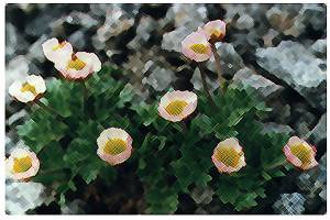 Jaskier lodnikowy (Ranunculus glacialis)