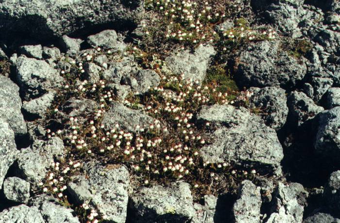 Kasjopeja mszysta (Cassiope hypnoides)