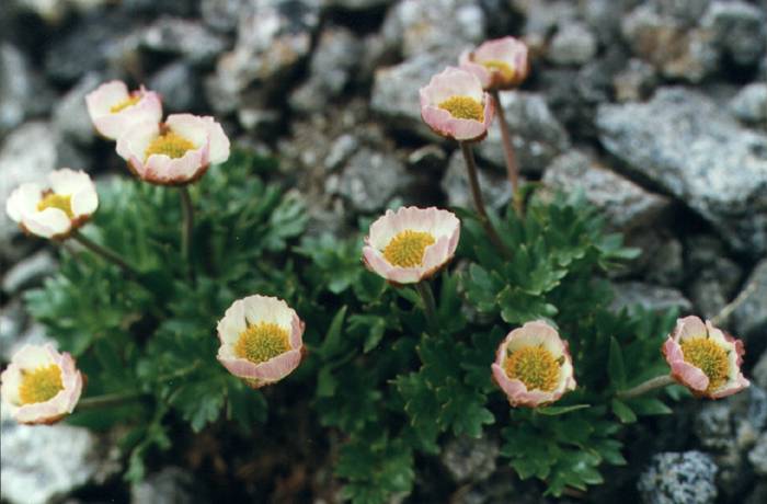 Jaskier lodnikowy (Ranunculus glacialis)