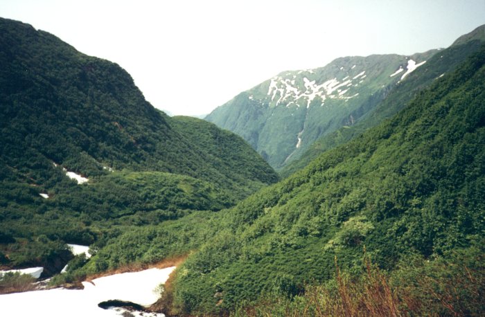 Las w okolicy Juneau, w tle Mt. Juneau