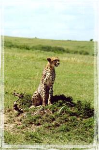 Masai Mara, gepard