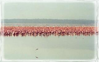 Nakuru, flamingi