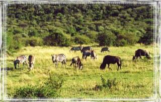 Samburu, zebry i gnu