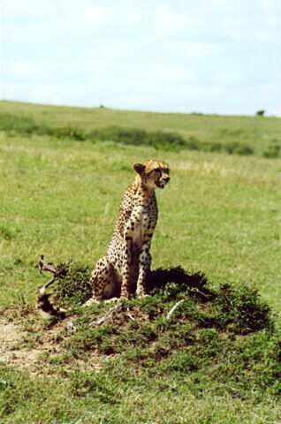 Masai Mara, gepard