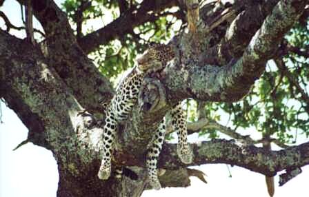 Masai Mara, leopard