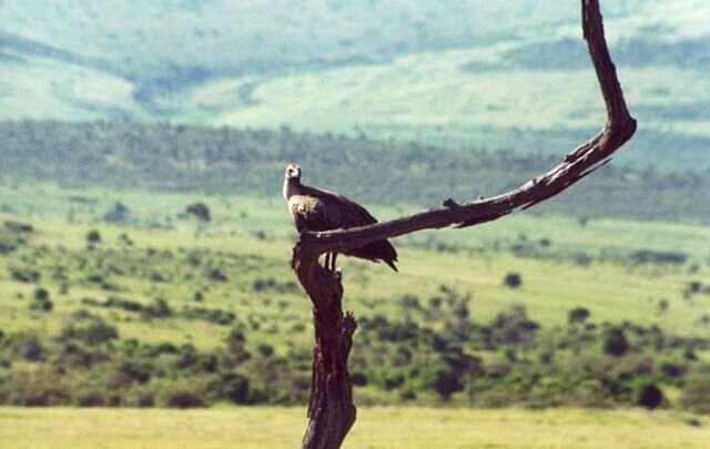 Masai Mara, orze?