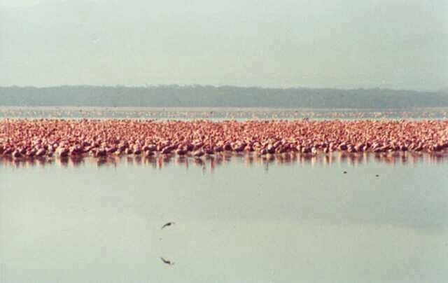 Nakuru, flamingi