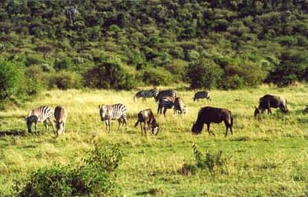 Samburu, zebry i gnu