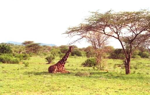 Samburu, ?yrafa