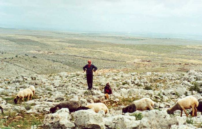 Pasterz kurdyjski