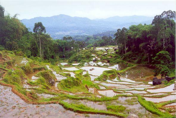 Panorama Tana Toraja w Batumonga