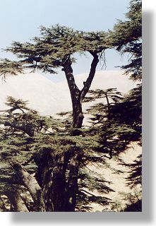 Cedry w Libanie