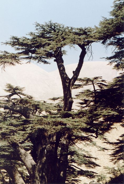 Cedry w Libanie