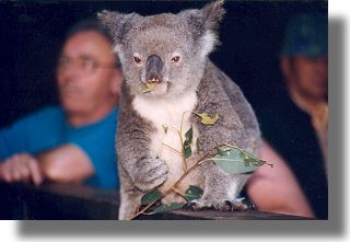 Koala je pyszne listki eukaliptusa...