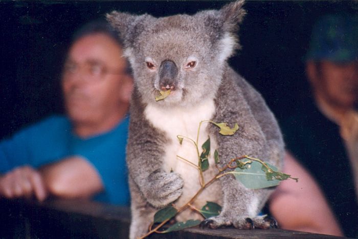 Koala je pyszne listki eukaliptusa...