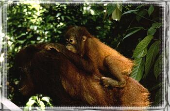 Centrum rehabilitacji orangutanw - Sepilok