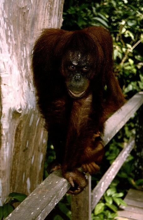 Centrum rehabilitacji orangutanw - Sepilok