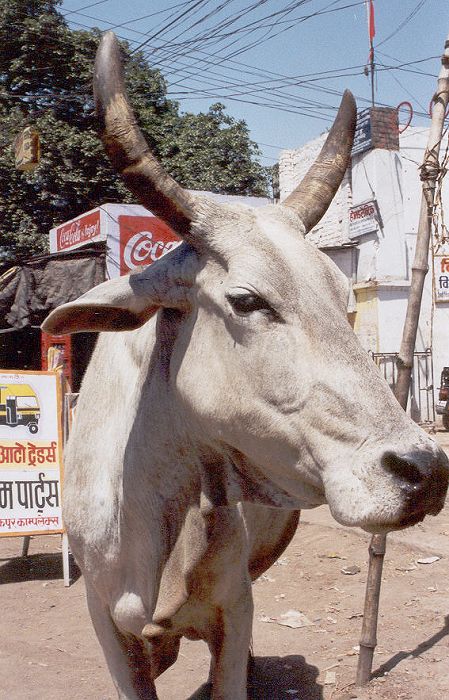 ?wi?ta krowa w jednym z miasteczek na granicy nepalsko-indyjskiej