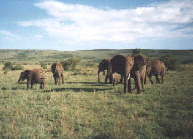 Slonie w rezerwacie Masai Mara, Tanzania