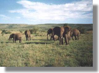 Slonie w rezerwacie Masai Mara, Tanzania