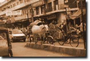 ?wi?ta krowa nic nie robi sobie z ulicznego ha?asu, Varanasi
