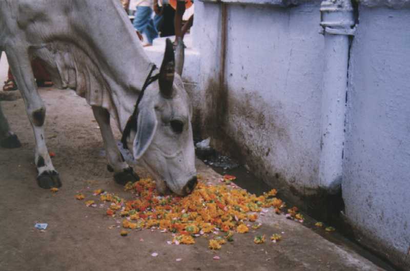 ?wi?ta krowa zajada si? kwiatkami z ofiary, Pushkar