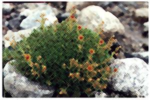Skalnica nakrapiana (Saxifraga aizoides)