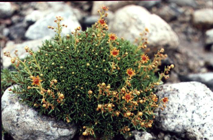 Skalnica nakrapiana (Saxifraga aizoides)