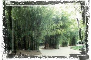 Ogrd botaniczny - bambus