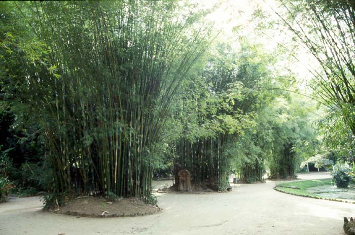 Ogrd botaniczny - bambus