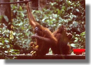 Orangutany w rezerwacie Sepilok