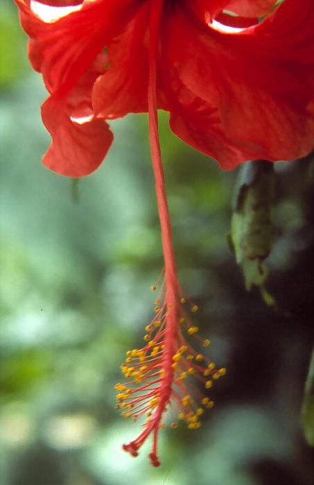 Kwiat hibiskusa
