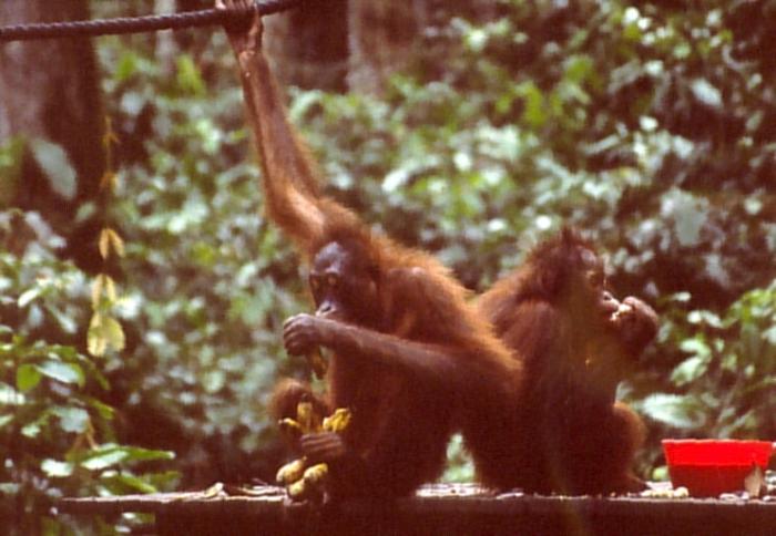 Orangutany w rezerwacie Sepilok