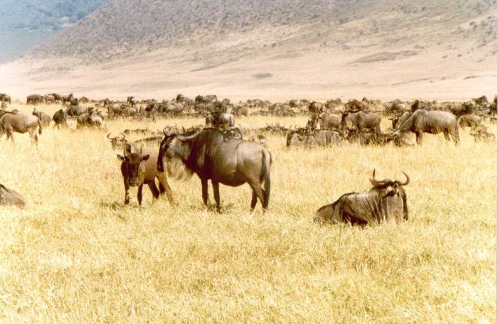 Stado gnu w Ngorongoro