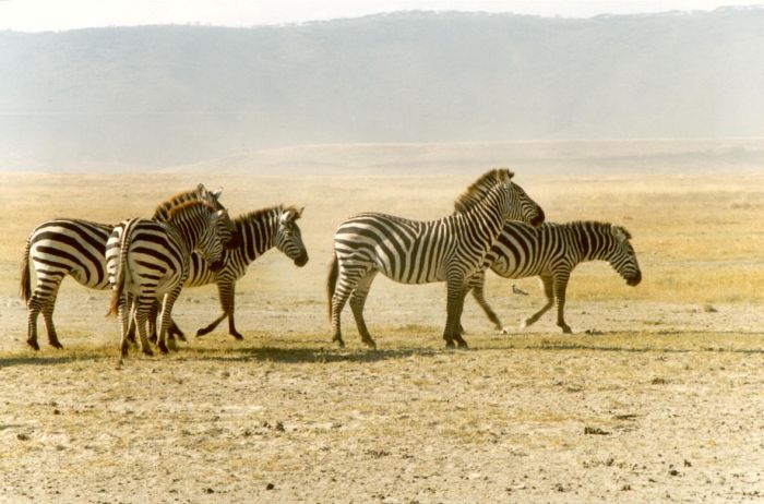 Zebry w Ngorongoro