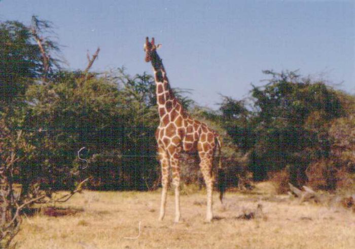 W parku Samburu