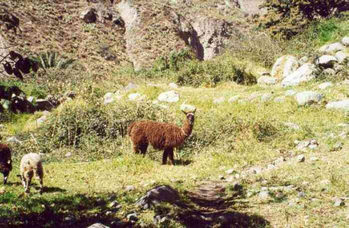 Lama w Kanionie Colca