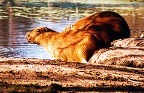 Kapibary u wodopoju