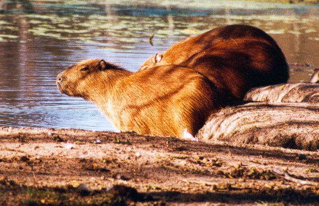 Kapibary u wodopoju